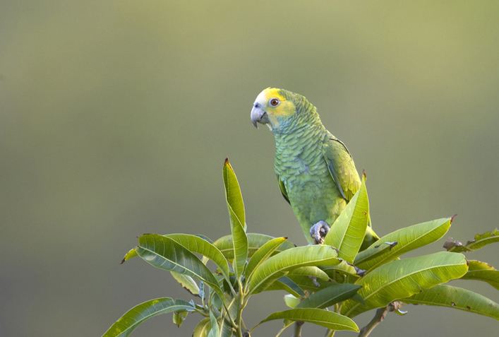 黄冠亚马逊鹦鹉怎么区分公母 黄冠亚马逊鹦鹉辨别公母