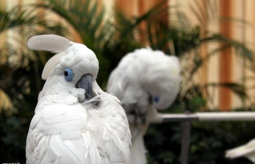 蓝眼凤头鹦鹉寿命 蓝眼凤头鹦鹉能活多久