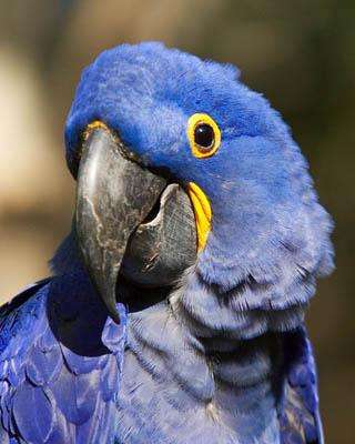 蓝紫金刚鹦鹉可以活多久 蓝紫金刚鹦鹉寿命