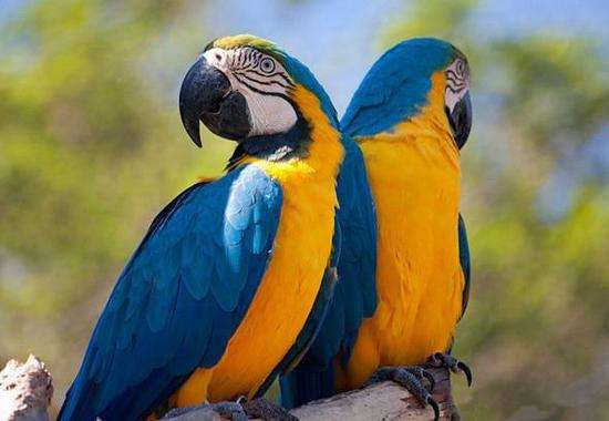 蓝黄金刚鹦鹉的寿命 蓝黄金刚鹦鹉能活多久