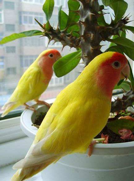 黄桃脸牡丹鹦鹉会说话吗 日本黄桃脸牡丹鹦鹉会不会讲话