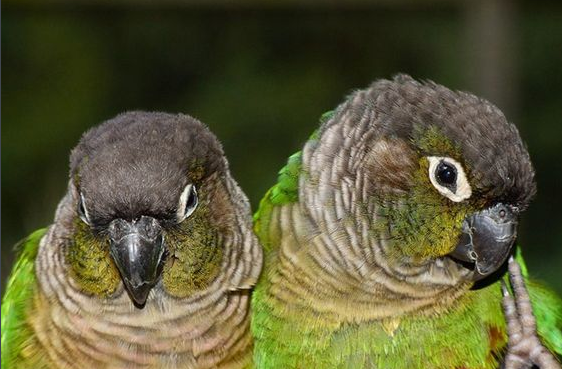 绿颊锥尾鹦鹉繁殖 绿颊锥尾鹦鹉的繁殖方式是什么