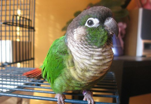 绿颊锥尾鹦鹉是国家保护动物吗