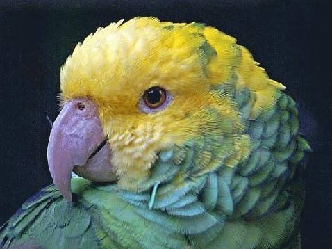 双黄头亚马逊鹦鹉寿命 双黄头亚马逊鹦鹉活多少年