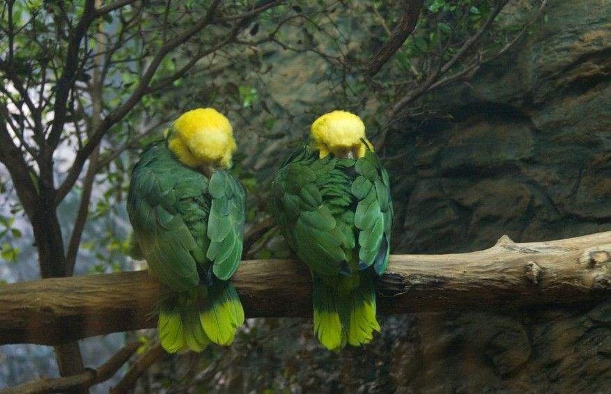 双黄头亚马逊鹦鹉的说话能力 双黄头亚马逊鹦鹉说话能力