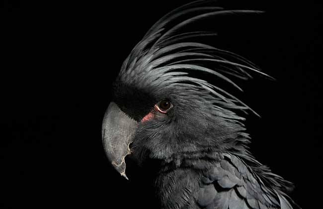 棕榈凤头鹦鹉价格多少钱 棕榈凤头鹦鹉多少钱一只