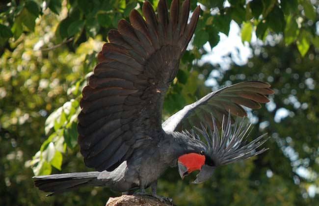 棕榈凤头鹦鹉保护级别 棕榈凤头鹦鹉是几级保护动物