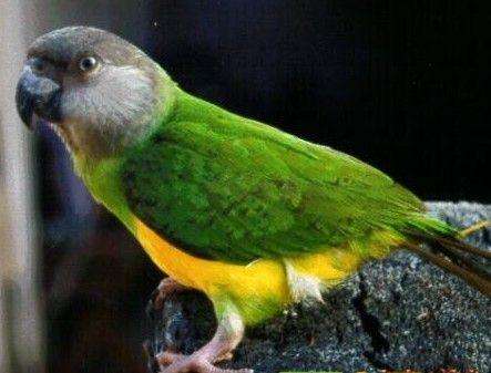 塞内加尔鹦鹉寿命 塞内加尔鹦鹉能活多久