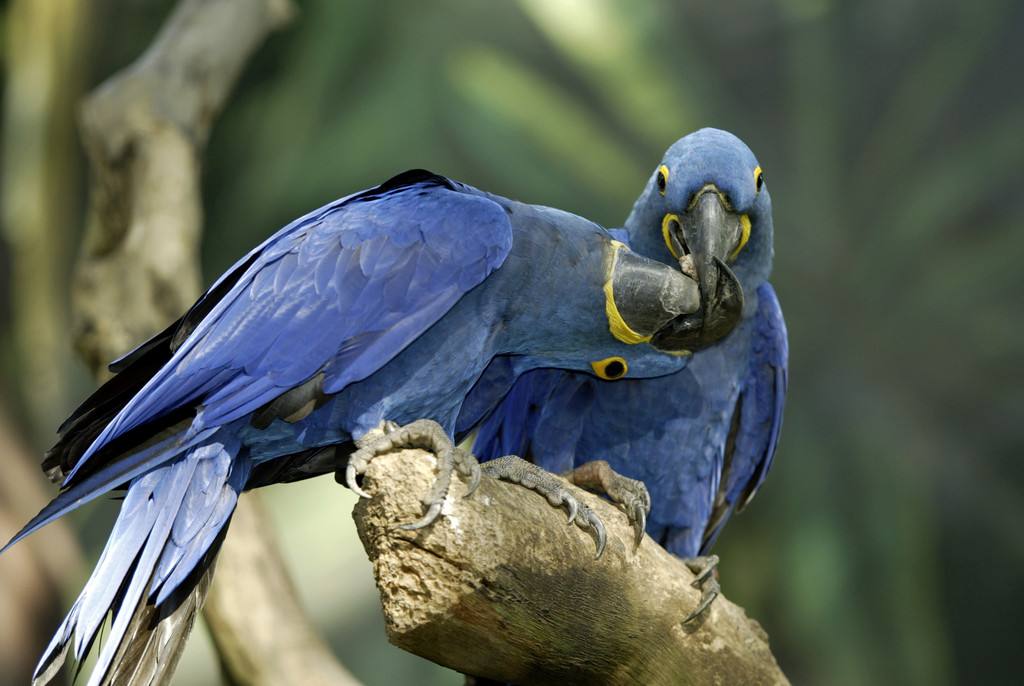 紫蓝金刚鹦鹉怎么分辨公母 紫蓝金刚鹦鹉怎么区分公母