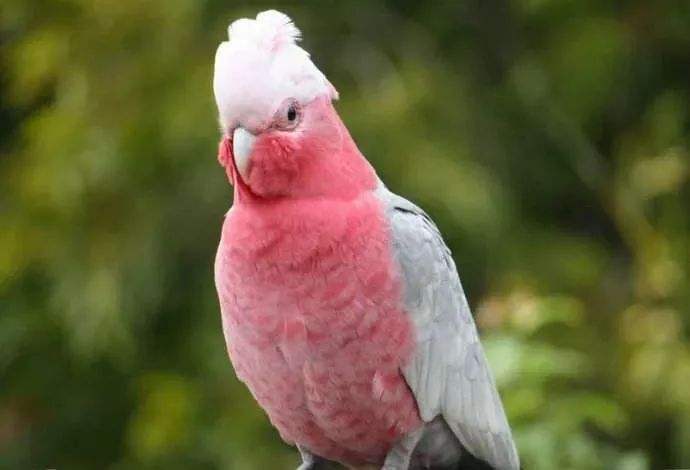 粉红凤头鹦鹉寿命 粉红凤头鹦鹉能活多久