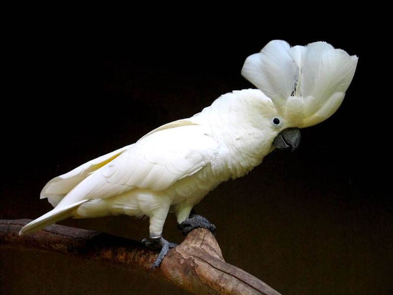白凤头鹦鹉能长多大 白凤头鹦鹉的外貌