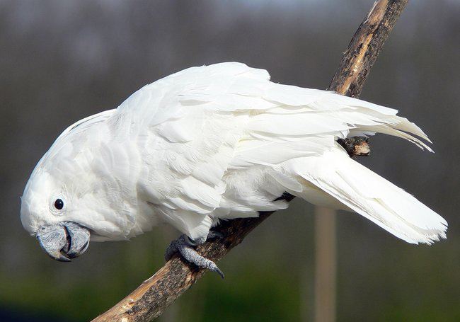 养白凤头鹦鹉要注意什么 白凤头鹦鹉要怎么养