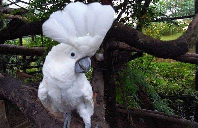 白凤头鹦鹉怎么洗澡 白凤头鹦鹉如何饲养