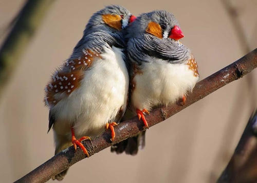 斑胸草雀是国家保护动物吗 斑胸草雀是不是国家保护动物