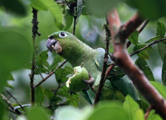 斑点亚马逊鹦鹉黄颈亚马逊鹦鹉区别
