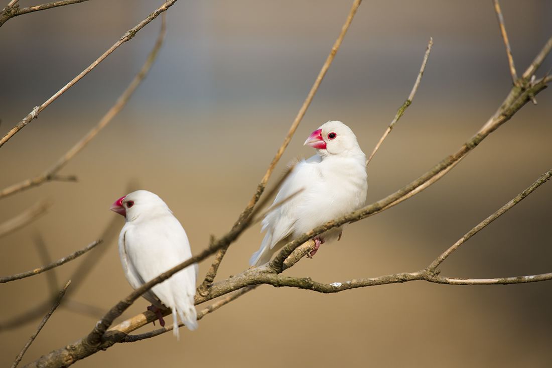 白文鸟的外形特征 白文鸟的形态