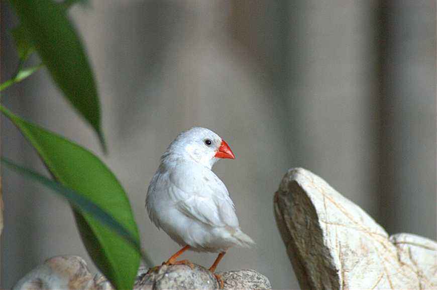 白文鸟的繁殖知识 白文鸟怎么繁殖