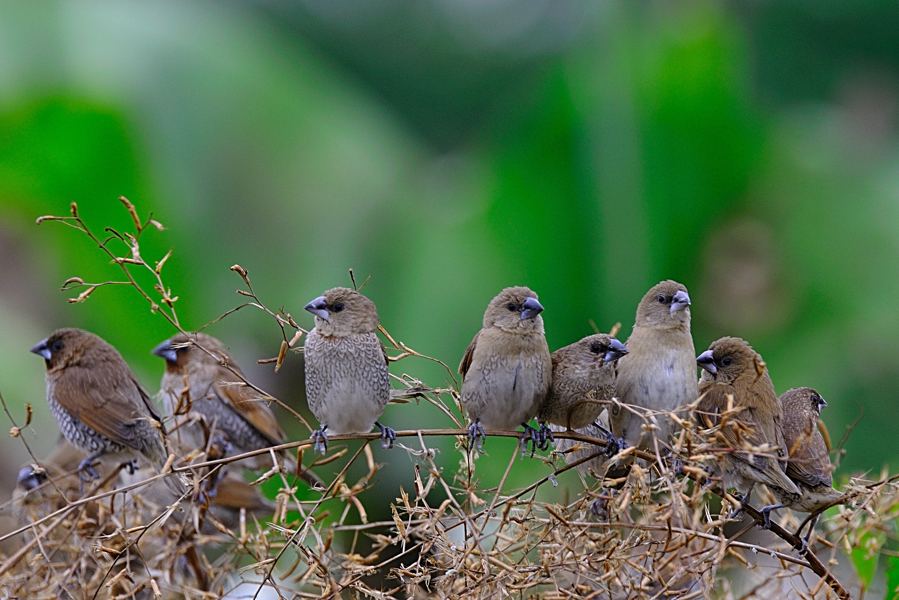 斑文鸟可以活多久 斑文鸟可以活多长时间