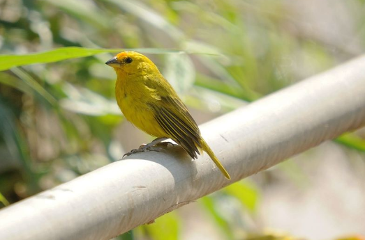黄玉鸟繁殖方法 黄玉鸟的繁殖