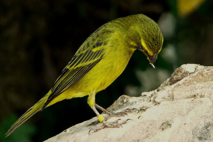 黄玉鸟的寿命 黄玉鸟能活几年