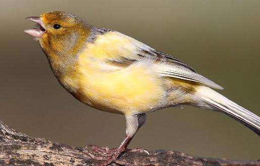 红眼黄玉鸟怎么样 黄玉鸟有24个品种