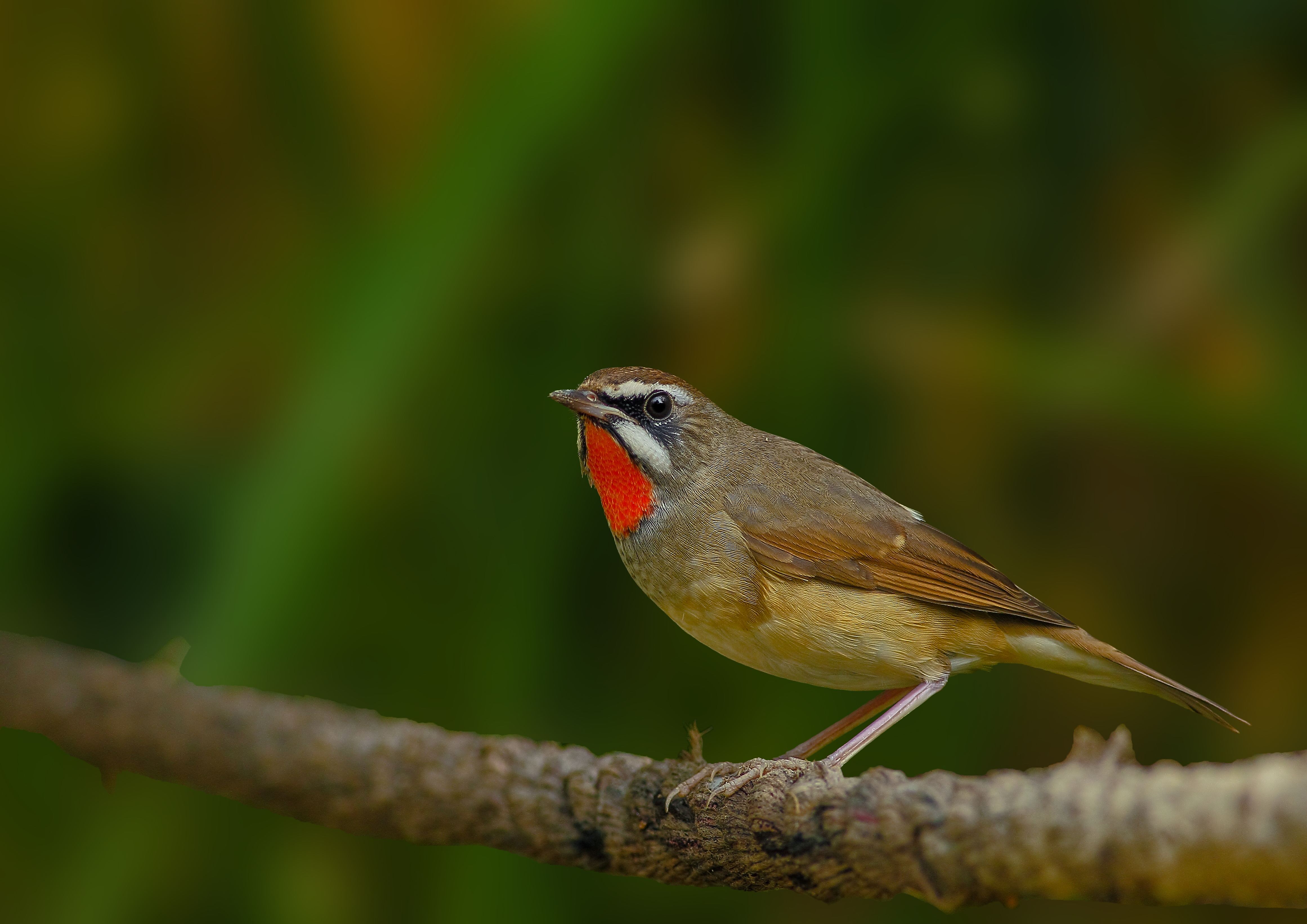 红靛颏老鸟跟小鸟区别 红靛颏老鸟和小鸟有什么区别