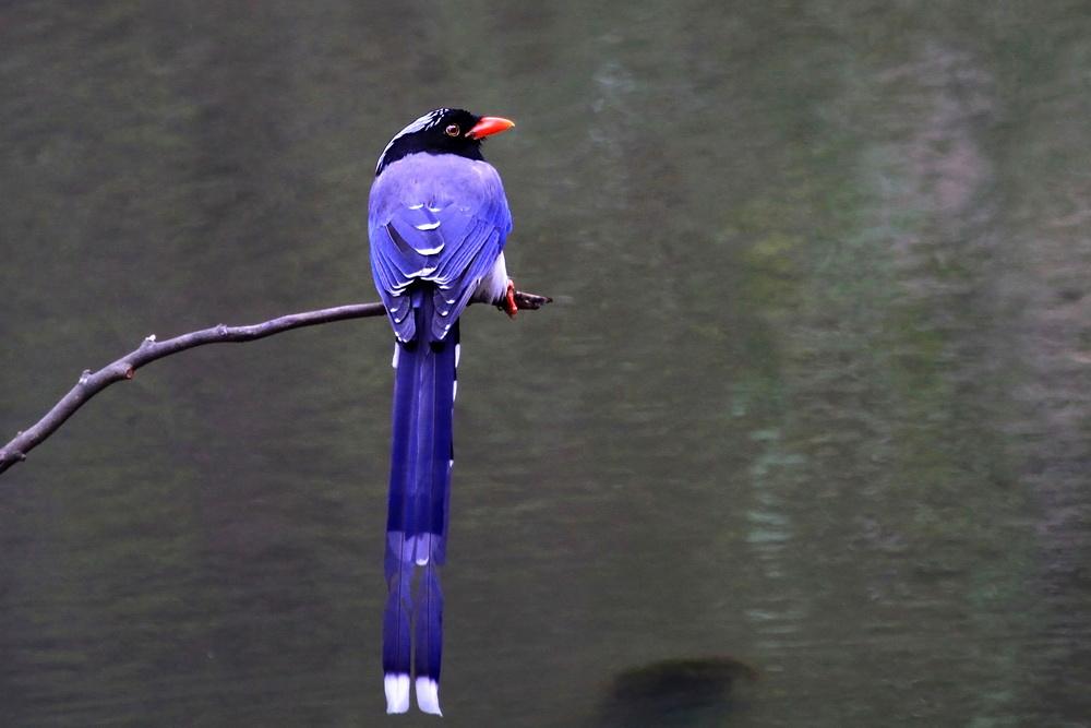 红嘴蓝鹊孵化期是多久 红嘴蓝鹊孵化时间