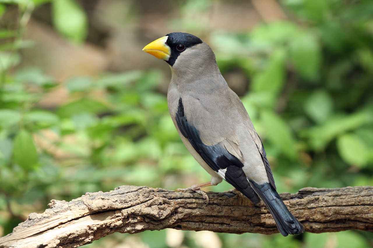 黑尾蜡嘴雀能活多少年 黑头蜡嘴雀能活多久