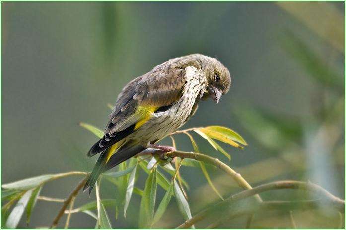 金翅雀一年繁殖几窝 金翅雀一年繁殖几次