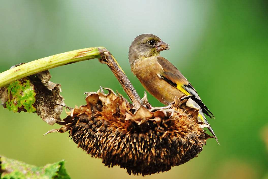 金翅雀与玉鸟繁殖 金翅雀与黄玉鸟杂交