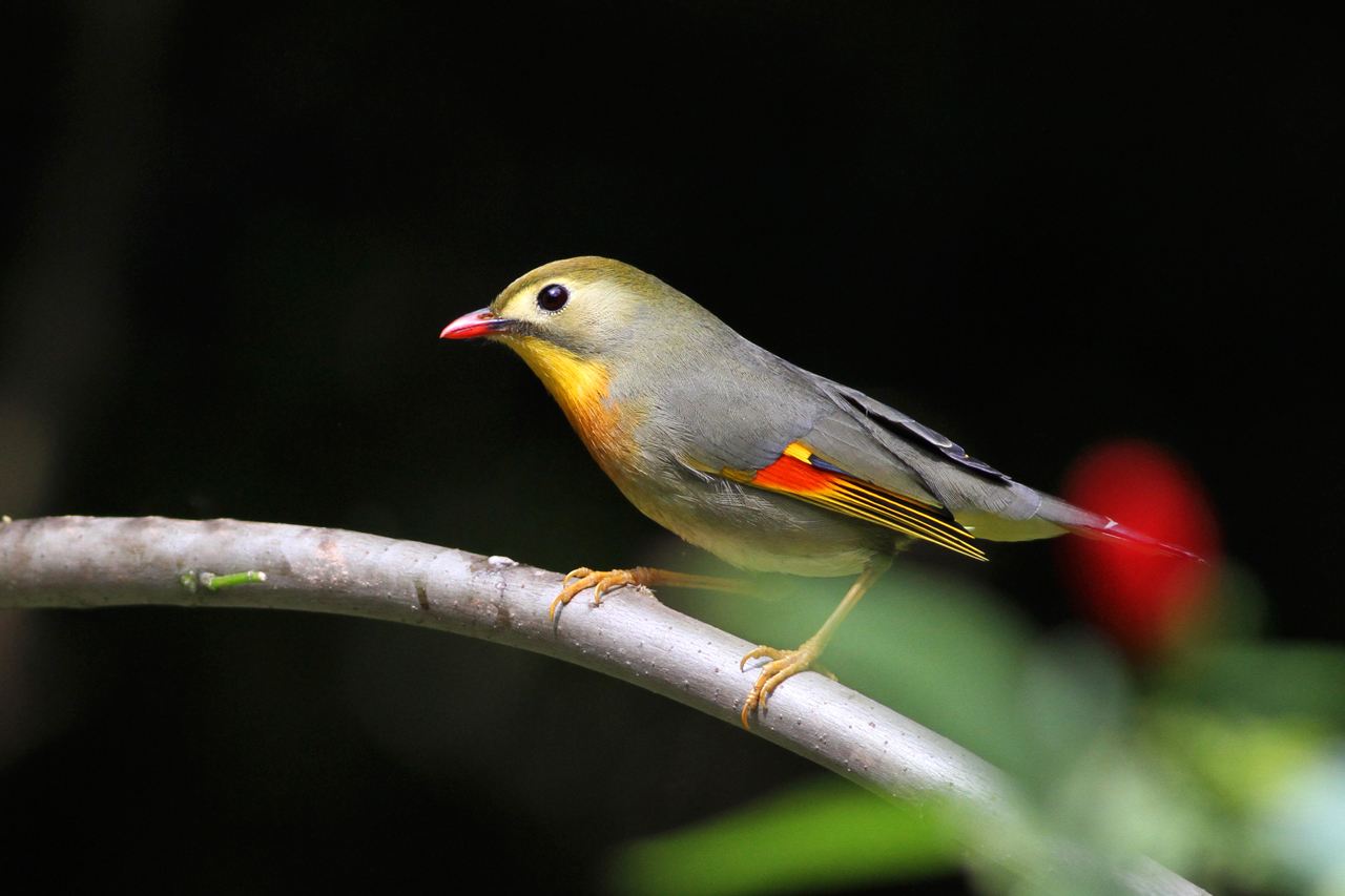 红嘴相思鸟的寿命 相思鸟能活多久