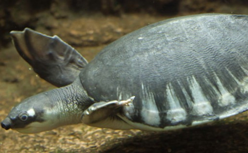 猪鼻龟能和鱼混养吗