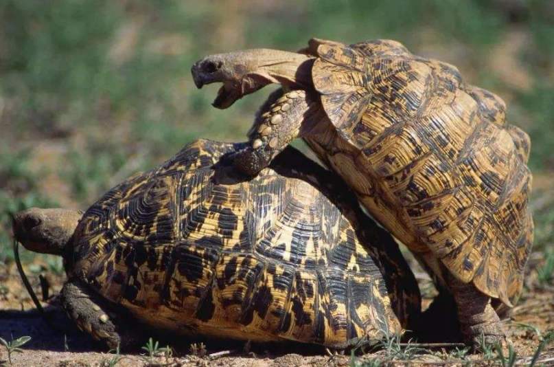 豹纹陆龟需要刷壳吗?
