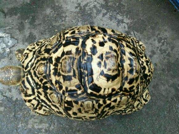 豹纹陆龟寿命 豹纹陆龟寿命多长