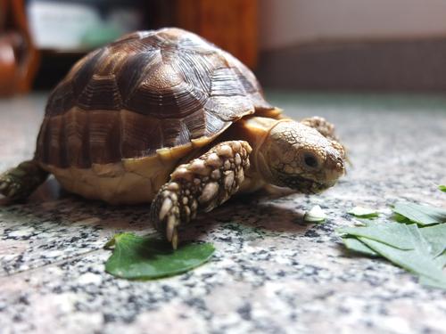 豹纹陆龟可以吃芦荟吗