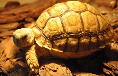 豹纹陆龟可以吃西兰花吗