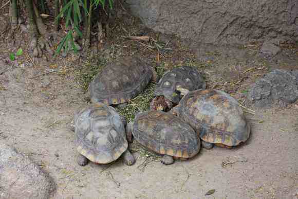 红腿陆龟的饲养 饲养红腿陆龟