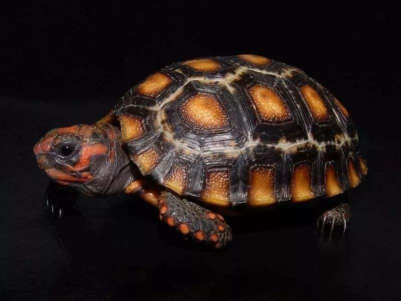 红腿陆龟是国家几级保护动物
