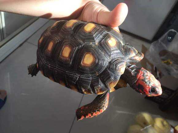 红腿陆龟能活多少年 红腿陆龟能活多久