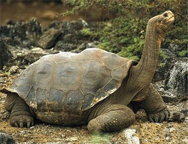 加拉帕戈斯象龟长多大 加拉帕戈斯象龟体重