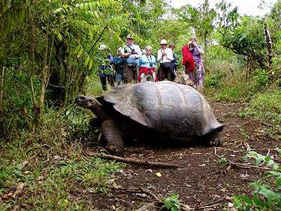 加拉帕戈斯象龟灭绝了吗 加拉帕戈斯象龟还有么