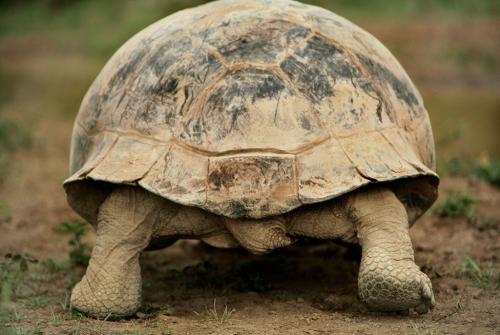加拉帕戈斯象龟是保护动物吗