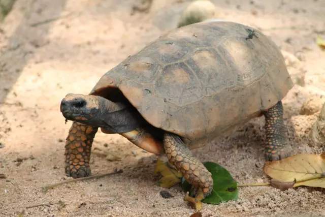 黄腿象龟是保护动物吗