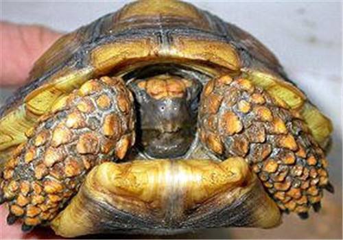 黄腿象龟是几级保护动物