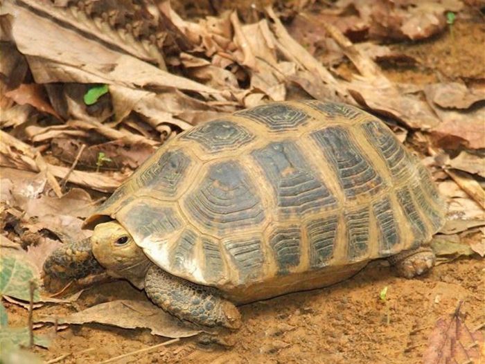 缅甸陆龟寿命 缅甸陆龟的寿命