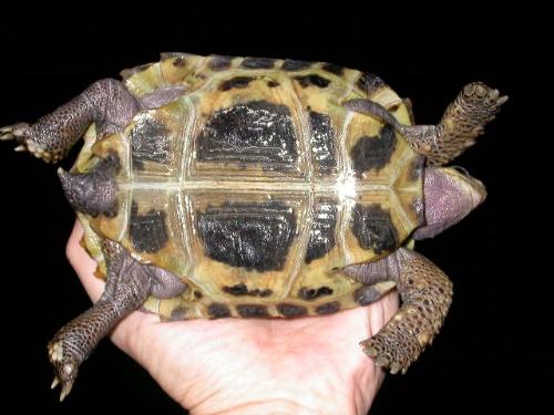 缅甸陆龟能活多久