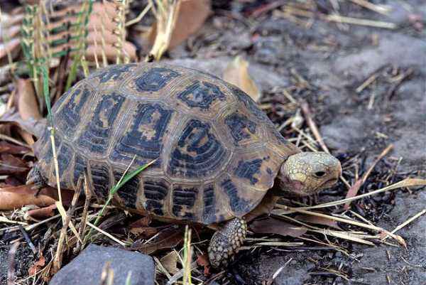 缅甸陆龟是几级保护动物