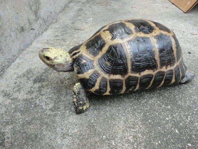 缅甸陆龟不吃东西是怎么回事