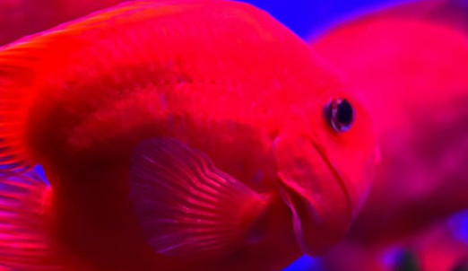 红鹦鹉鱼多久喂一次