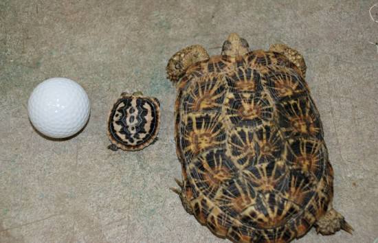 饼干陆龟怎么饲养 饼干陆龟饲养方法